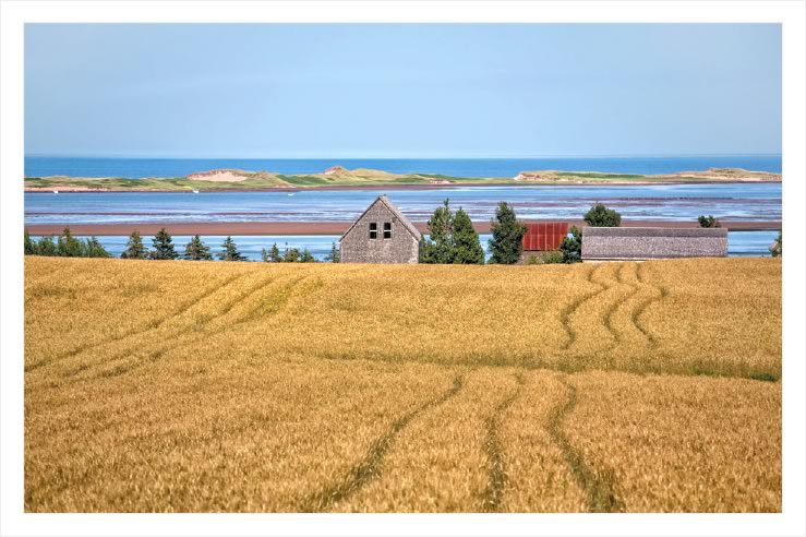 Picture of a field of wheat