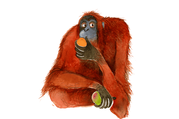 Picture of a Orangatan